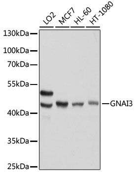 GNAI3 Rabbit Polyclonal Antibody [KO Validated]