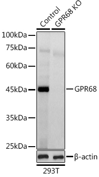 GPR68 Rabbit Polyclonal Antibody [KO Validated]