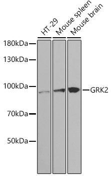GRK2 Rabbit Polyclonal Antibody [KO Validated]