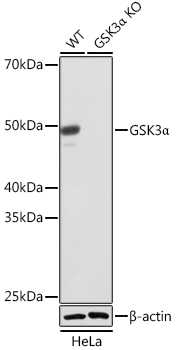 GSK3Alpha Rabbit Monoclonal Antibody [KO Validated]