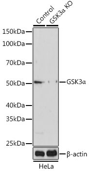 GSK3Alpha Rabbit Polyclonal Antibody [KO Validated]