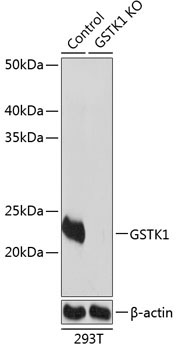GSTK1 Rabbit Polyclonal Antibody [KO Validated]