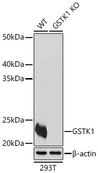 GSTK1 Rabbit Polyclonal Antibody [KO Validated]