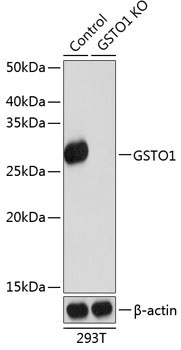 GSTO1 Rabbit Polyclonal Antibody [KO Validated]
