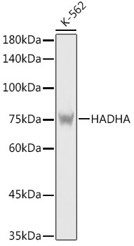 HADHA Rabbit Polyclonal Antibody [KO Validated]