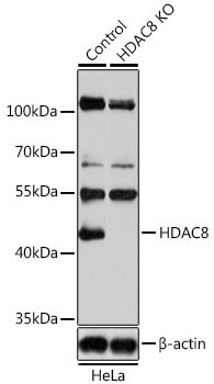 HDAC8 Rabbit Polyclonal Antibody [KO Validated]