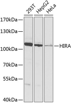 HIRA Rabbit Polyclonal Antibody [KO Validated]