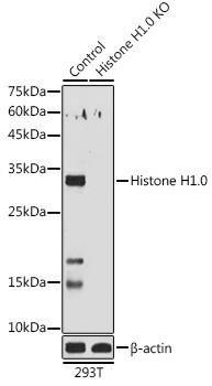 Histone H1.0 Rabbit Polyclonal Antibody [KO Validated]