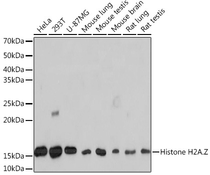 Histone H2A.Z Rabbit Monoclonal Antibody [KO Validated]