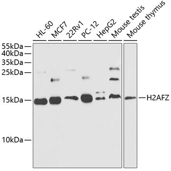 Histone H2A.Z Rabbit Polyclonal Antibody [KO Validated]