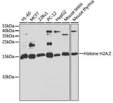 Histone H2A.Z Rabbit Polyclonal Antibody [KO Validated]
