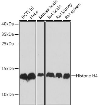 Histone H4 Rabbit Polyclonal Antibody [KO Validated]