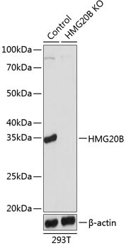 HMG20B Rabbit Polyclonal Antibody [KO Validated]
