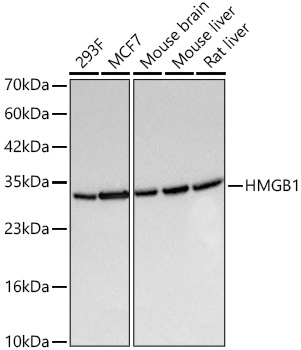 HMGB1 Rabbit Monoclonal Antibody [KO Validated]