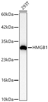 HMGB1 Rabbit Polyclonal Antibody [KO Validated]