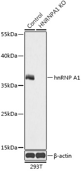 hnRNP A1 Rabbit Polyclonal Antibody [KO Validated]