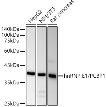 hnRNP E1/PCBP1 Rabbit Polyclonal Antibody [KO Validated]