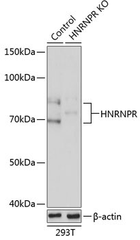 HNRNPR Rabbit Polyclonal Antibody [KO Validated]