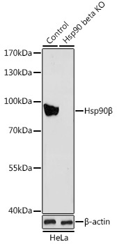 Hsp90Beta Rabbit Polyclonal Antibody [KO Validated]