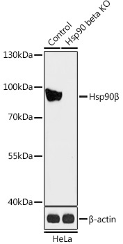 Hsp90Beta Rabbit Polyclonal Antibody [KO Validated]