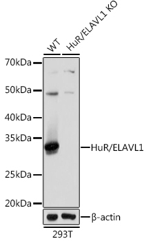HuR/ELAVL1 Rabbit Monoclonal Antibody [KO Validated]