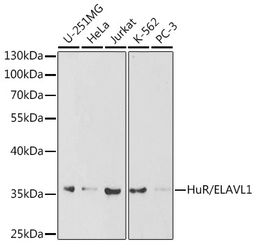 HuR/ELAVL1 Rabbit Polyclonal Antibody [KO Validated]
