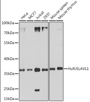 HuR/ELAVL1 Rabbit Polyclonal Antibody [KO Validated]