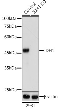 IDH1 Rabbit Polyclonal Antibody [KO Validated]