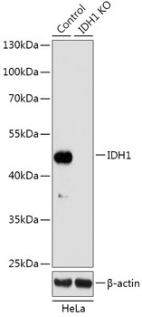 IDH1 Rabbit Polyclonal Antibody [KO Validated]