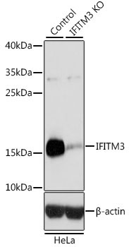 IFITM3 Rabbit Polyclonal Antibody [KO Validated]