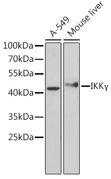 IKKGamma Rabbit Polyclonal Antibody [KO Validated]