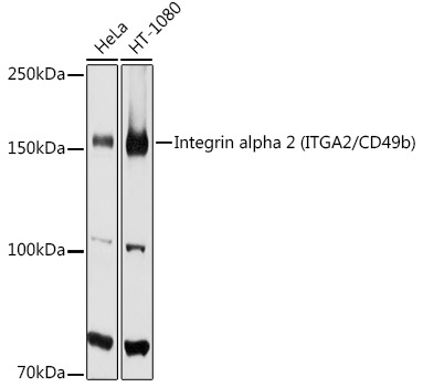 Integrin alpha 2 (ITGA2/CD49b) Rabbit Polyclonal Antibody [KO Validated]