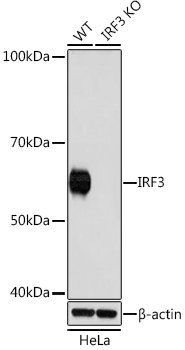 IRF3 Rabbit Monoclonal Antibody [KO Validated]