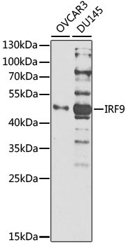 IRF9 Rabbit Polyclonal Antibody [KO Validated]