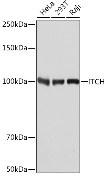 ITCH Rabbit Monoclonal Antibody [KO Validated]