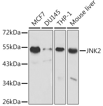 JNK2 Rabbit Polyclonal Antibody [KO Validated]