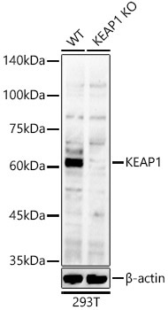 KEAP1 Rabbit Polyclonal Antibody [KO Validated]