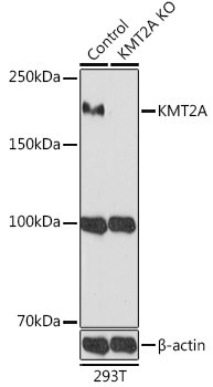 KMT2A Rabbit Polyclonal Antibody [KO Validated]