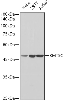 KMT5C Rabbit Polyclonal Antibody [KO Validated]