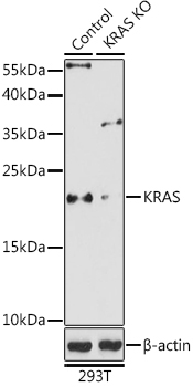 KRAS Rabbit Polyclonal Antibody [KO Validated]
