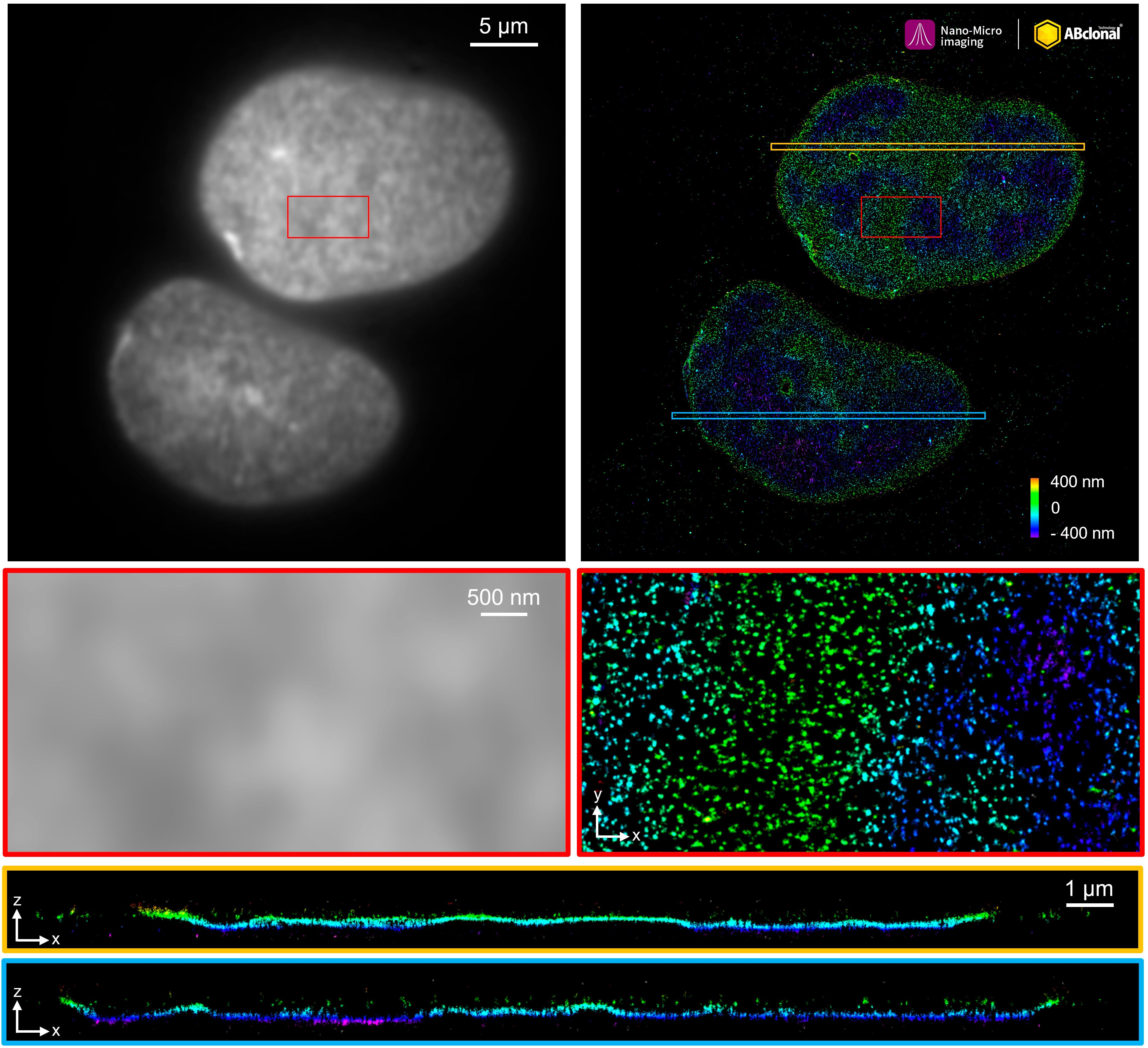 Lamin A/C Rabbit Monoclonal Antibody [KO Validated]