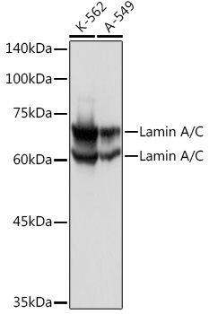 Lamin A/C Rabbit Polyclonal Antibody [KO Validated]
