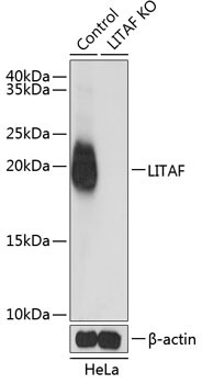 LITAF Rabbit Polyclonal Antibody [KO Validated]