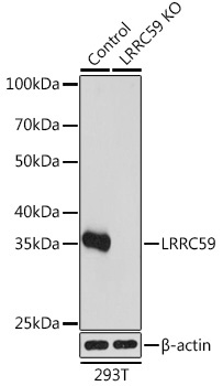 LRRC59 Rabbit Polyclonal Antibody [KO Validated]