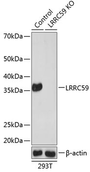 LRRC59 Rabbit Polyclonal Antibody [KO Validated]
