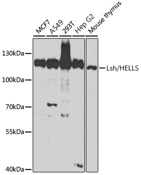Lsh/HELLS Rabbit Polyclonal Antibody [KO Validated]