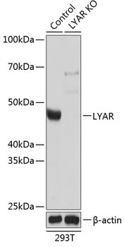 LYAR Rabbit Polyclonal Antibody [KO Validated]