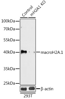 macroH2A.1 Rabbit Polyclonal Antibody [KO Validated]