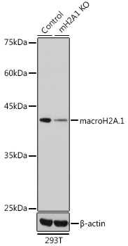 macroH2A.1 Rabbit Polyclonal Antibody [KO Validated]