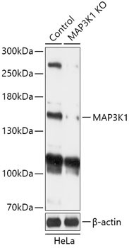 MAP3K1 Rabbit Polyclonal Antibody [KO Validated]